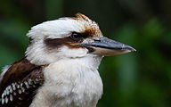 Kookaburra (Dacelo novaeguineae)